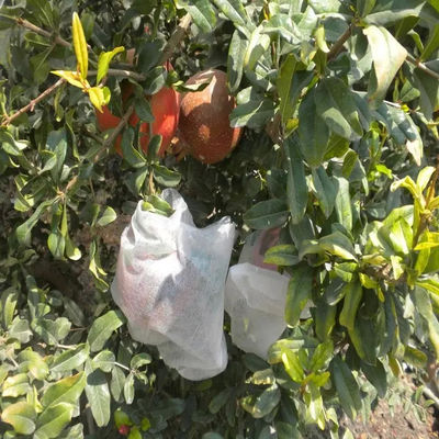 Anti UV Fruit Tree Protection Bags , Spunbond Nonwoven Bags To Cover Fruit On Trees