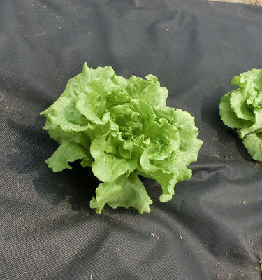 Biodegradable Weed Control Fabric PP Mat Waterproof Breathable