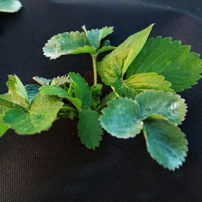 OEM ODM Ground Cover Membrane , Weatherproof Woven Weed Fabric