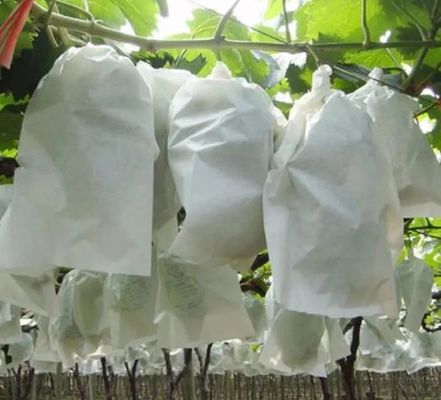 Agriculture Plant Protection Bag PP Nonwoven Spunbond Fabric Degradable