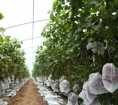 Agriculture Plant Protection Bag PP Nonwoven Spunbond Fabric Degradable