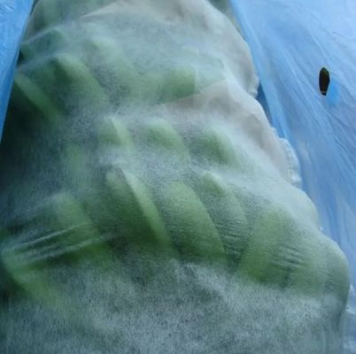 Anti UV Plant Protection Bag Windproof PP Non Woven Fabric For Banana