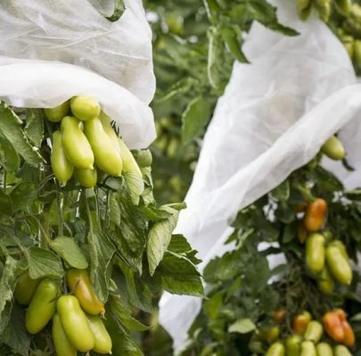 Anti UV Plant Protection Bag Windproof PP Non Woven Fabric For Banana
